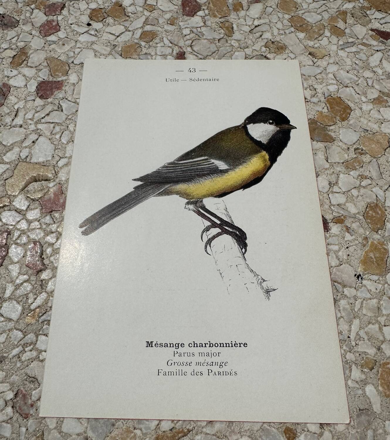 Botanical engraving naturalist plate bird 1903