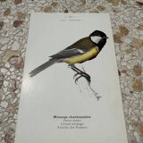 Botanical engraving naturalist plate bird 1903