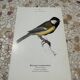 Gravure botanique planche naturaliste oiseau 1903
