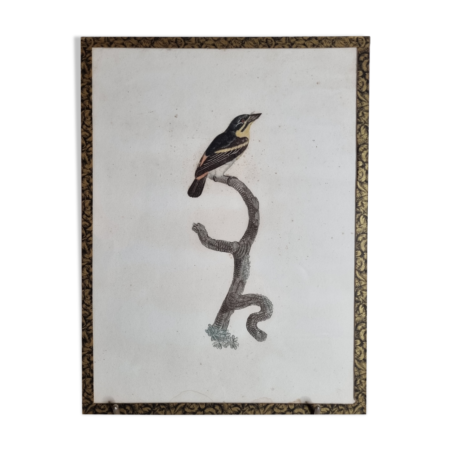 Original engraving of the early nineteenth century, Barbion with red back after Jacques Barraband (1806)