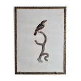 Original engraving of the early nineteenth century, Barbion with red back after Jacques Barraband (1806)