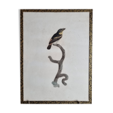 Original engraving of the early nineteenth century, Barbion with red back after Jacques Barraband (1806)