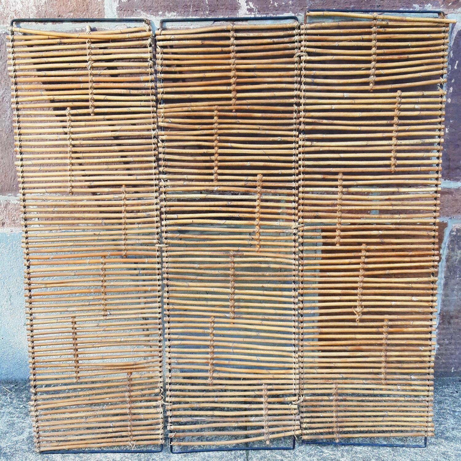 Bamboo screen year 60