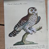 5 bird illustrations