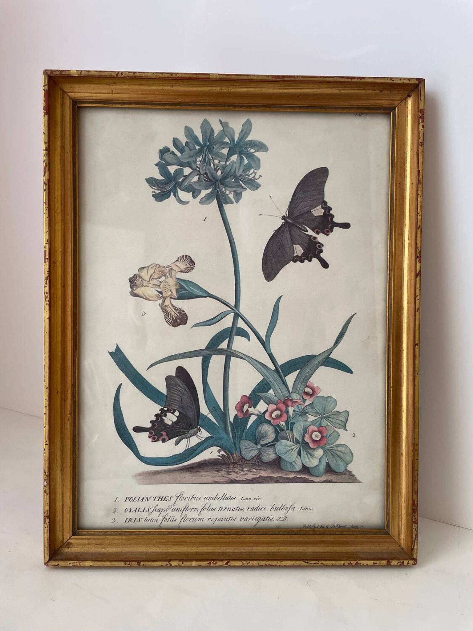 Vintage botanical poster