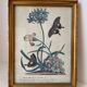 Vintage botanical poster