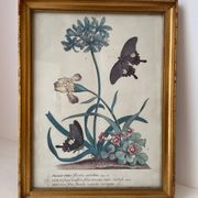 Vintage botanical poster
