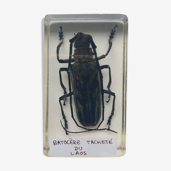 Insecte inclusion résine - batocere tachete du laos

curiosité - n°15