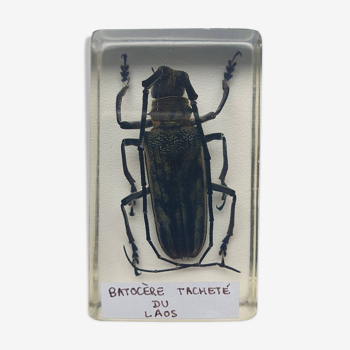 Resin inclusion insect - batocere spotted from laos curiosity - no. 15