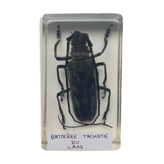 Resin inclusion insect - batocere spotted from laos curiosity - no. 15