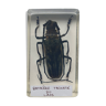 Insecte inclusion résine - batocere tachete du laos

curiosité - n°15