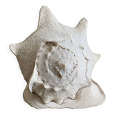 Coquillage casque cornu 30 cm