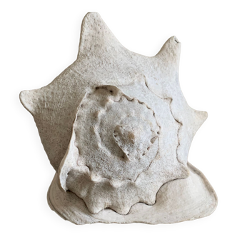 Shell horned helmet 30 cm