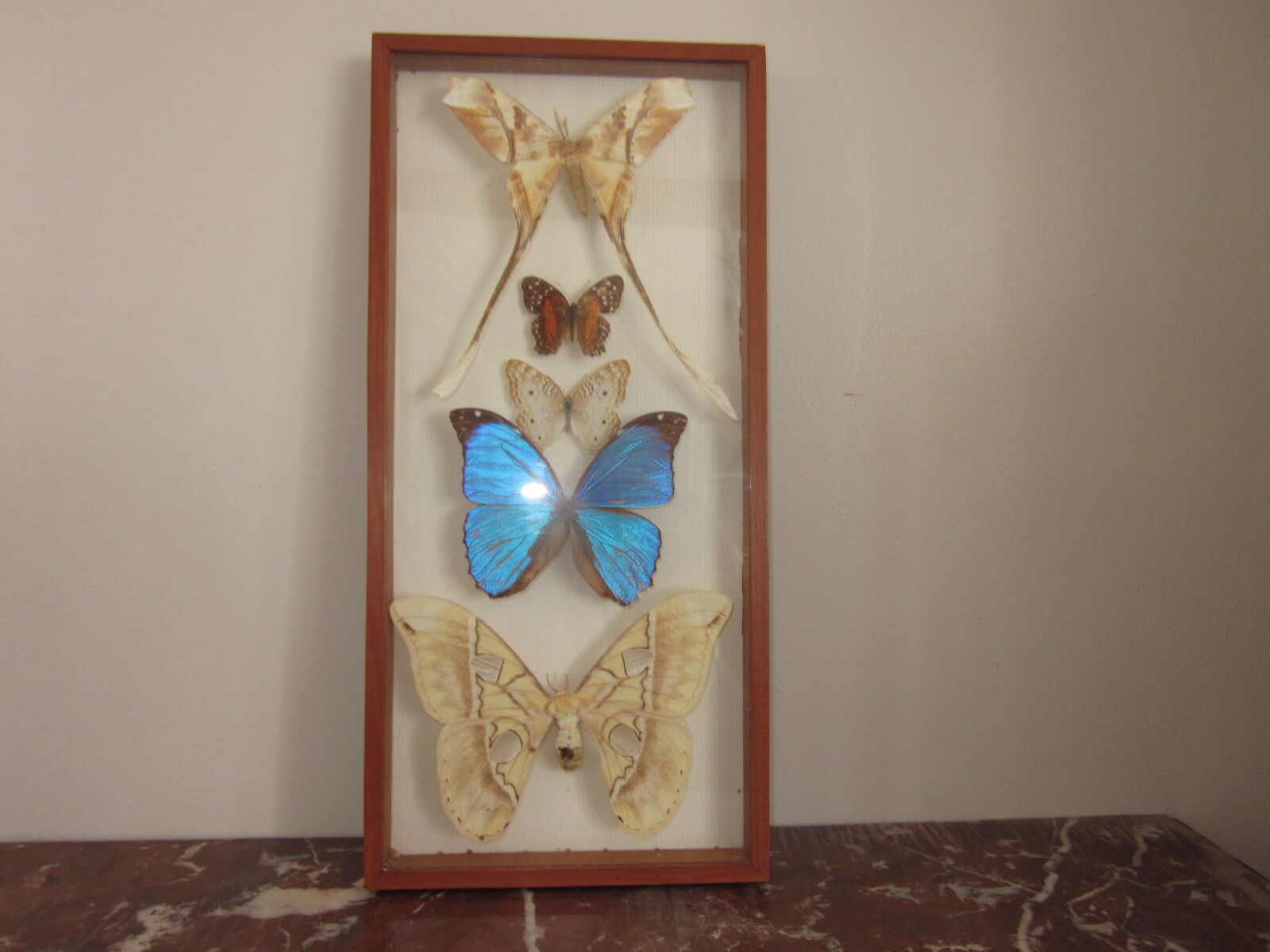 Frame butterflies under glass