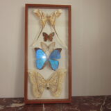 Frame butterflies under glass