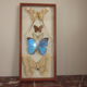 Frame butterflies under glass
