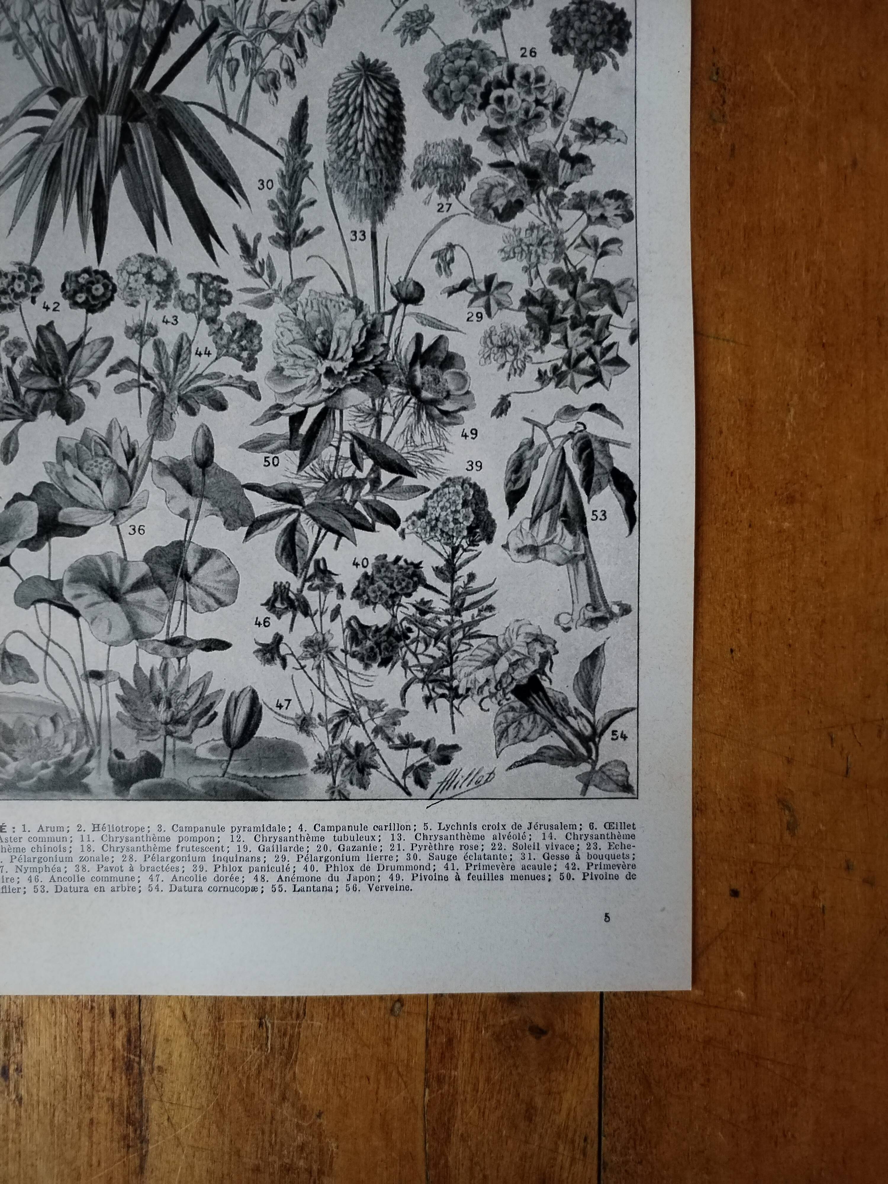 Original lithograph on flowers