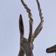 four vintage brass gazelle antelope sculptures