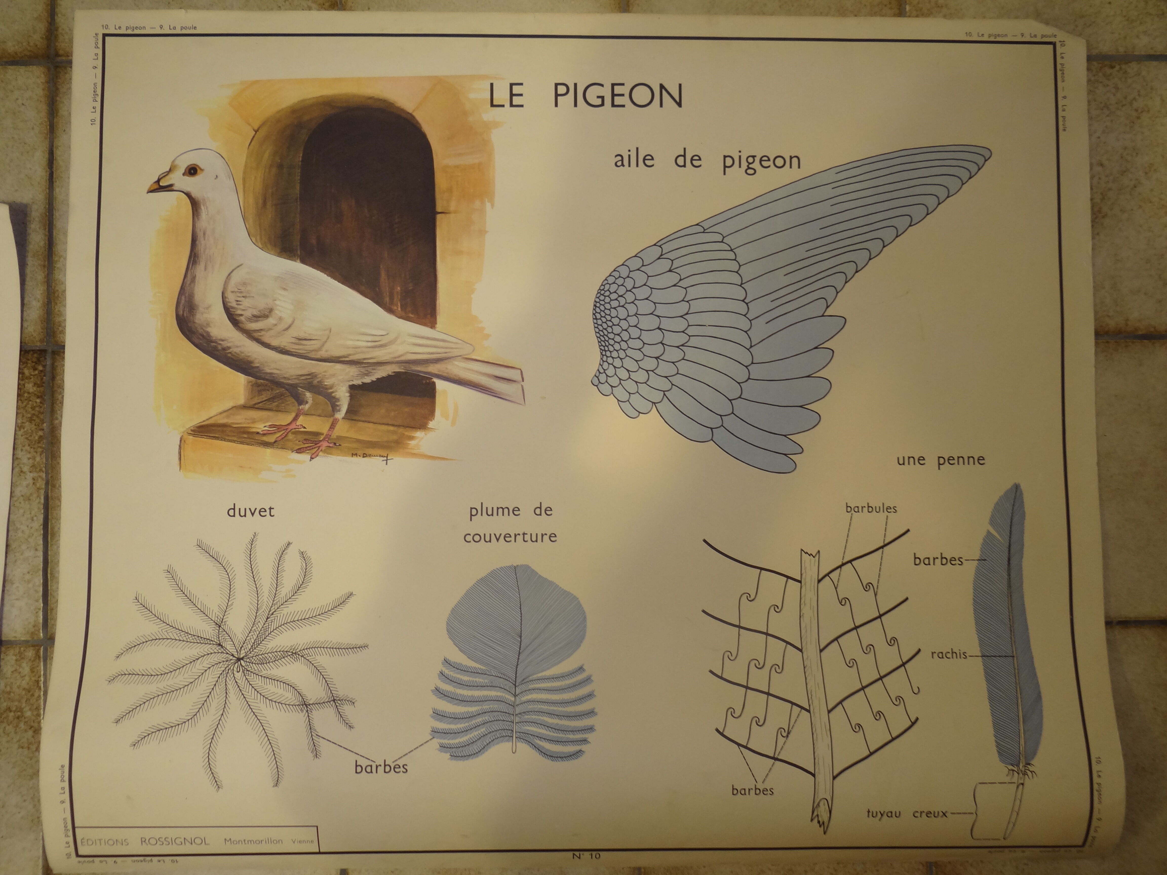 School poster: the hen, the pigeon