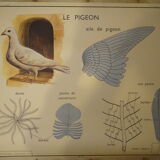 School poster: the hen, the pigeon