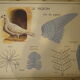 School poster: the hen, the pigeon