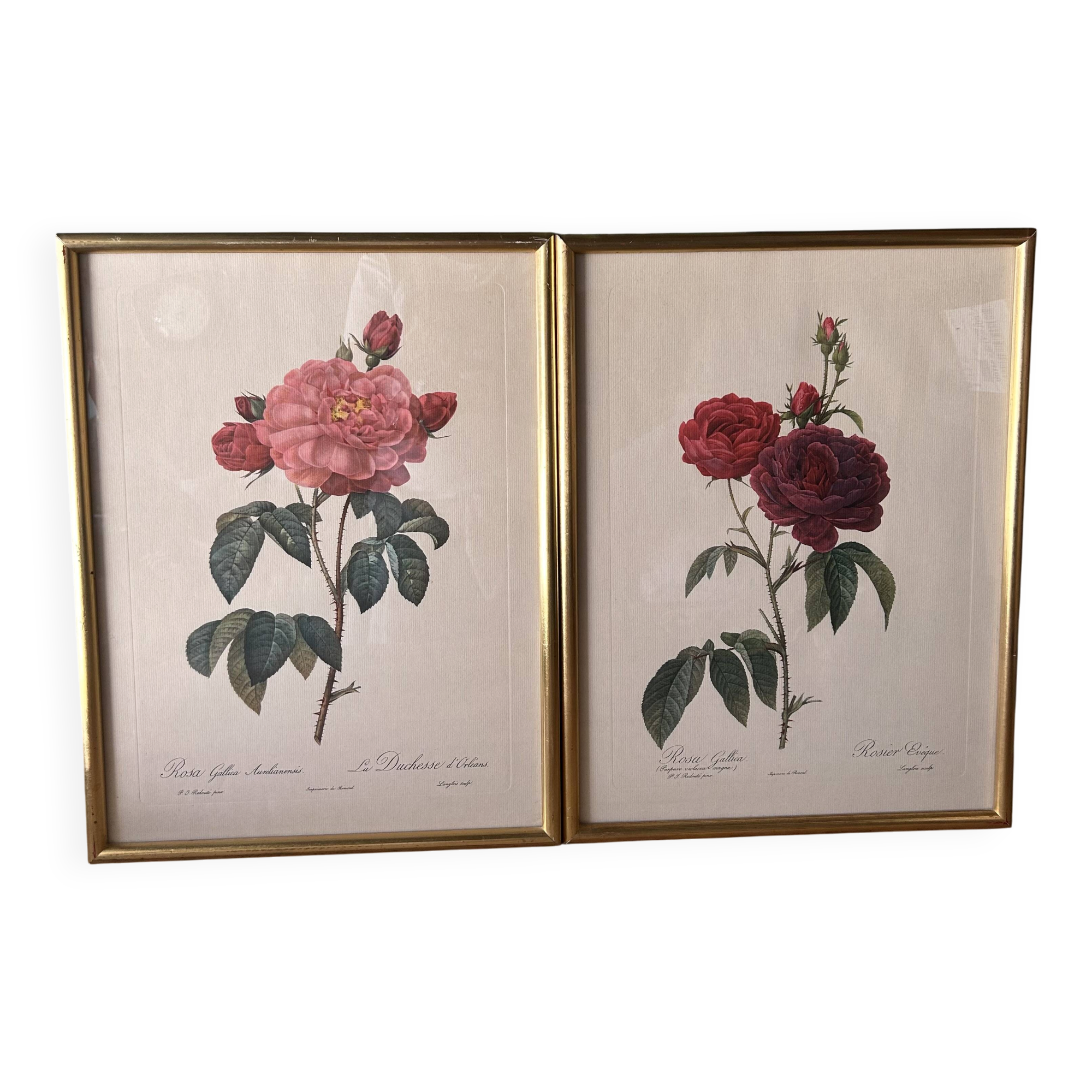 Paire de gravures Redouté