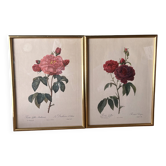 Pair of Redouté engravings