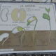 Botanical board
