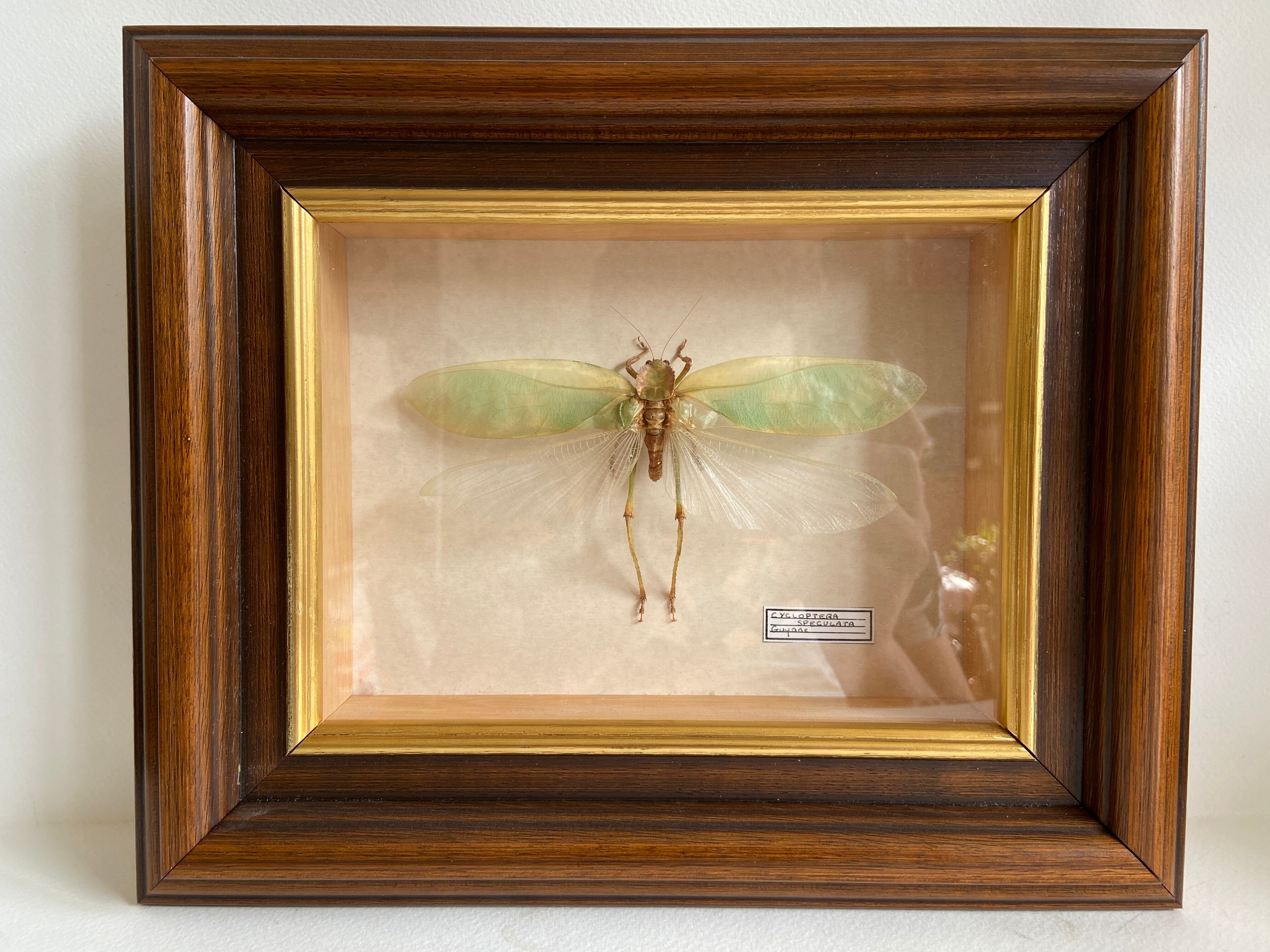 Insecte encadré - Cycloptera Speculata de Guyane
