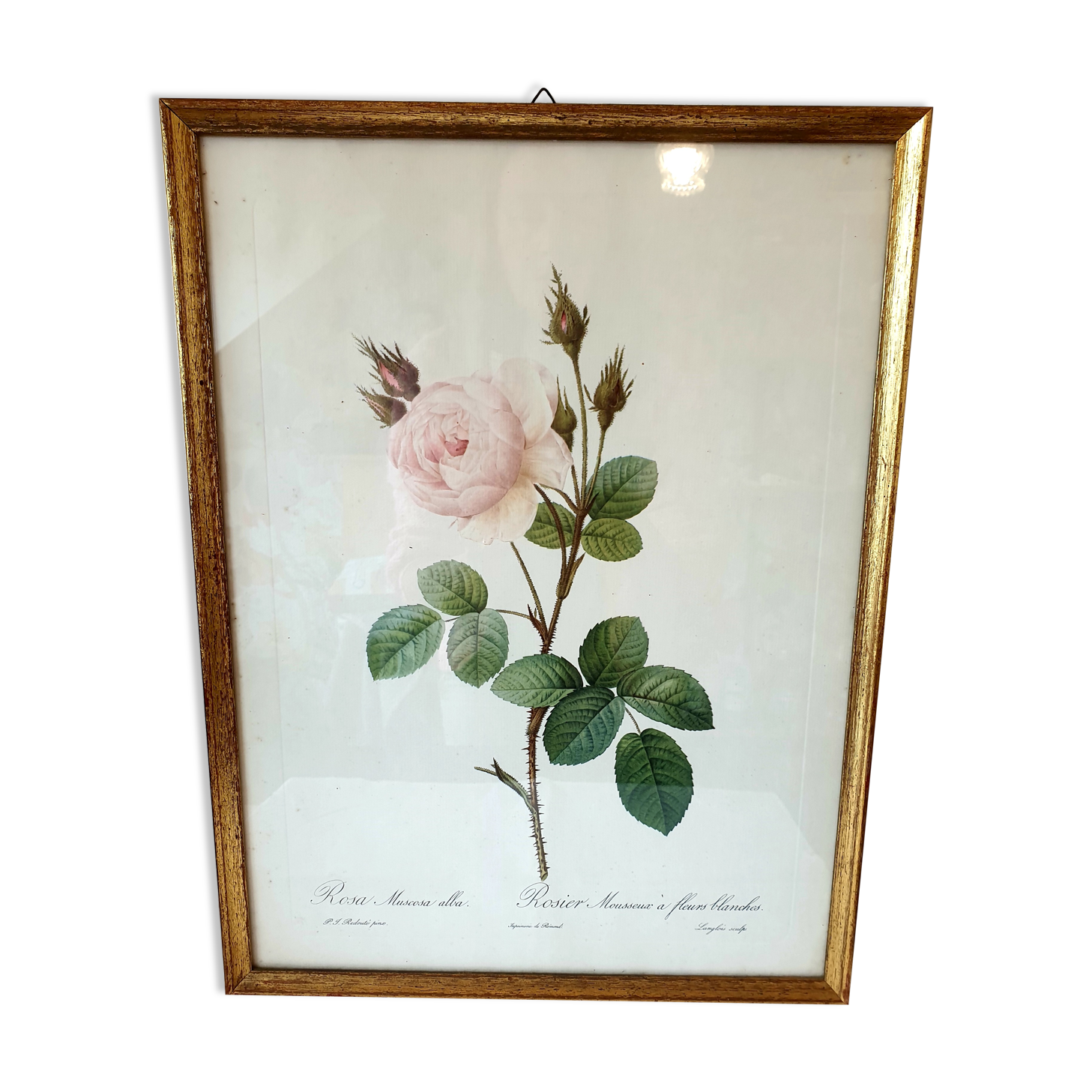 Cadre P.j Redouté Rosier Mousseux a fleurs blanches