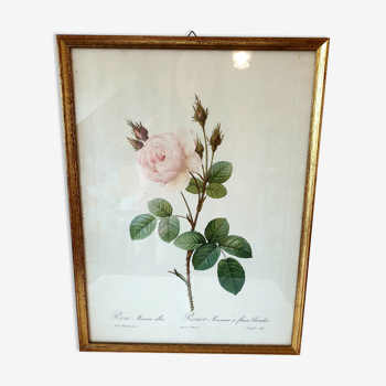 Frame P.j Dreaded Sparkling Rose with white flowers