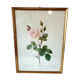 Cadre P.j Redouté Rosier Mousseux a fleurs blanches