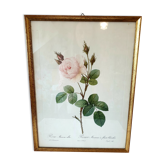 Cadre P.j Redouté Rosier Mousseux a fleurs blanches