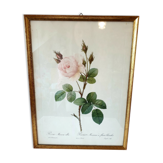 Frame P.j Dreaded Sparkling Rose with white flowers