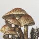 Botanical Illustration Mushroom Pholiote Vintage Print 1962