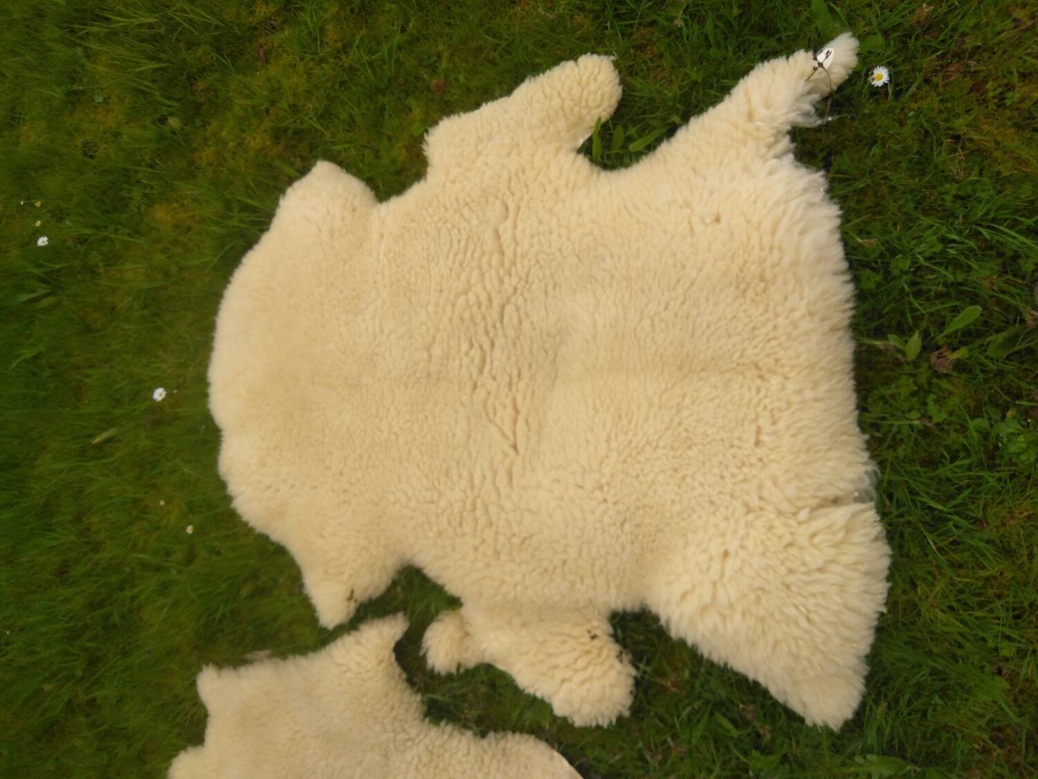 Two vintage sheepskins.