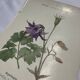 Gravure botanique 1800 double face planche naturaliste fleur de France