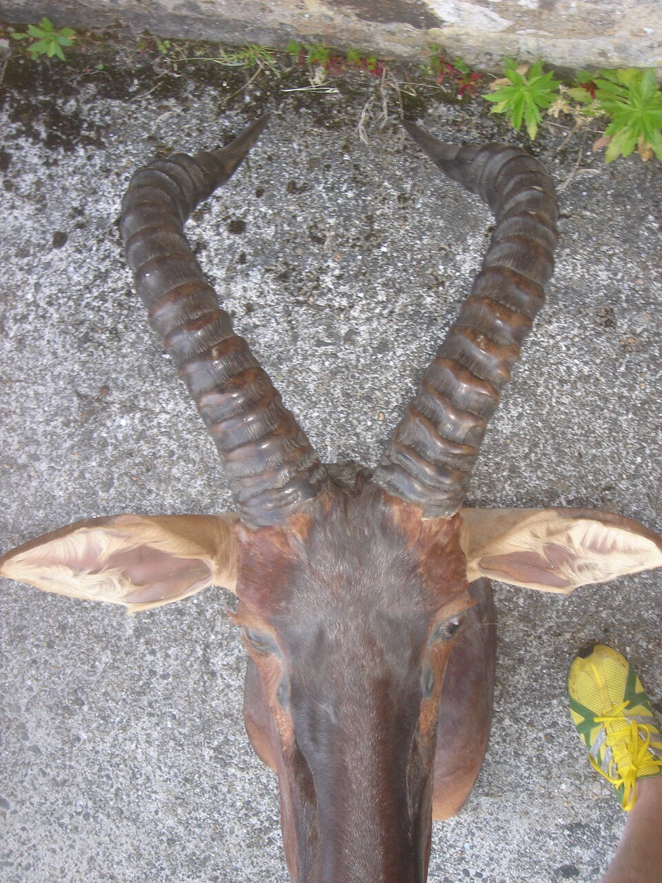 Hunting trophy: African Damalisque gazelle