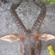 Hunting trophy: African Damalisque gazelle
