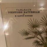 Deyrolle plate N 749 Palm trees - circa 1930. Custom-made plexiglass frame