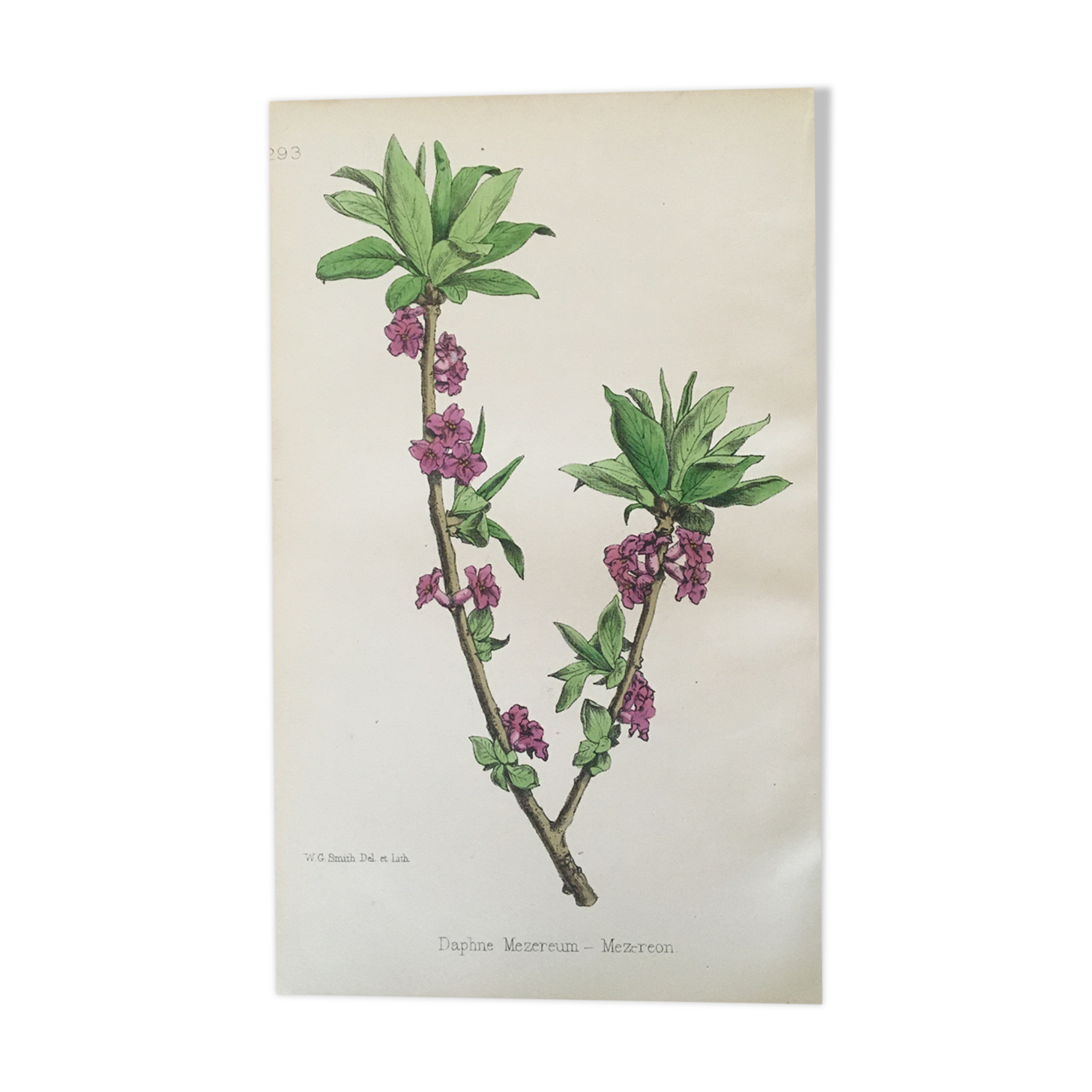 Botanical plank, 1920