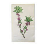 Botanical plank, 1920