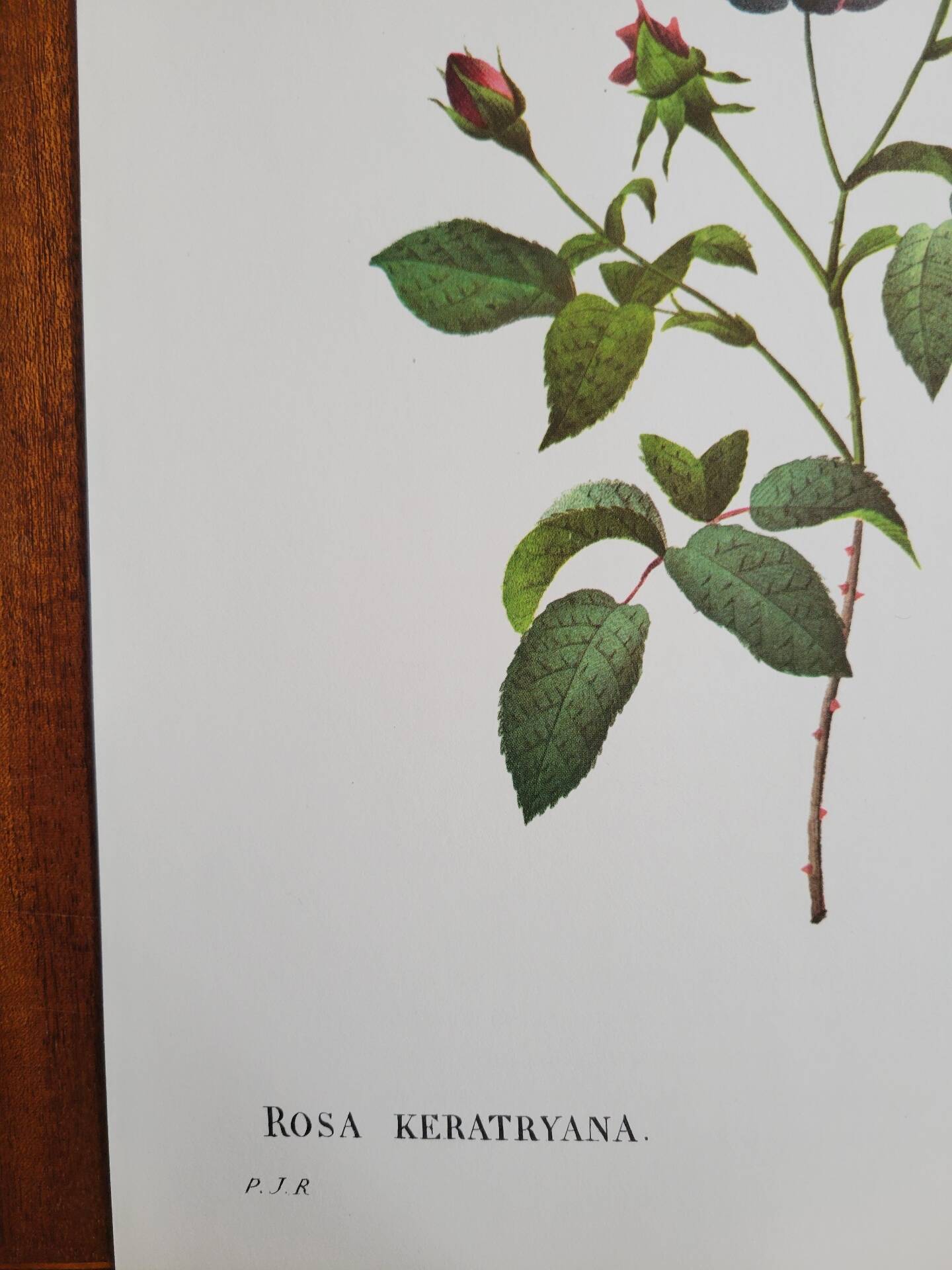 Botanical plate Rose Kératry, P.J. Redouté 1960
