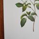 Botanical plate Rose Kératry, P.J. Redouté 1960