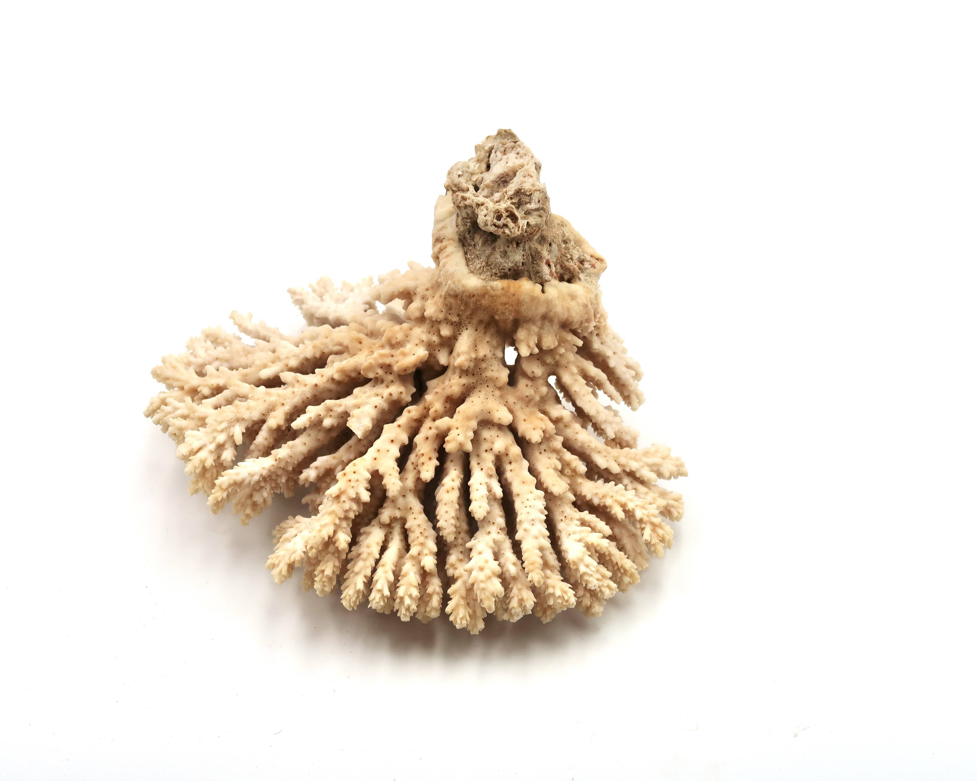 Branche de corail, années 70