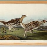 Poster about the Sharp-tailed Grouse, based on an old engraving from 1827.
