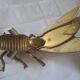 Large brass fly ashtray