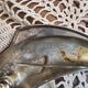 SILEA fish serving platter or dish in glass, with silver fish handles.