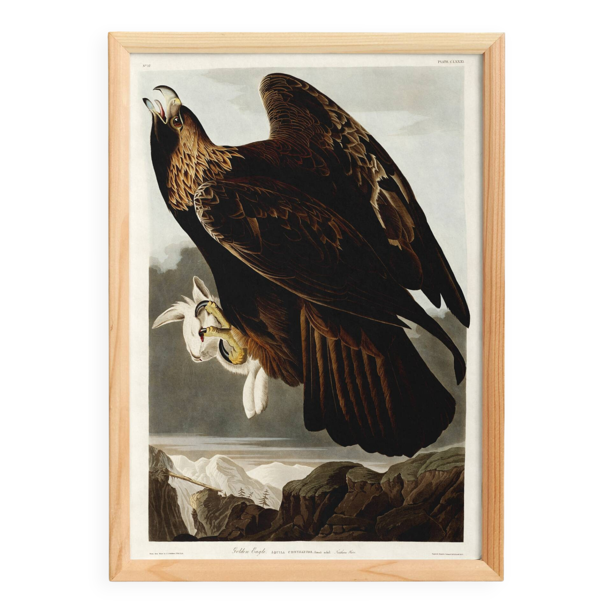 Affiche sur l’Aigle royal, d’après une gravure ancienne de 1827.
