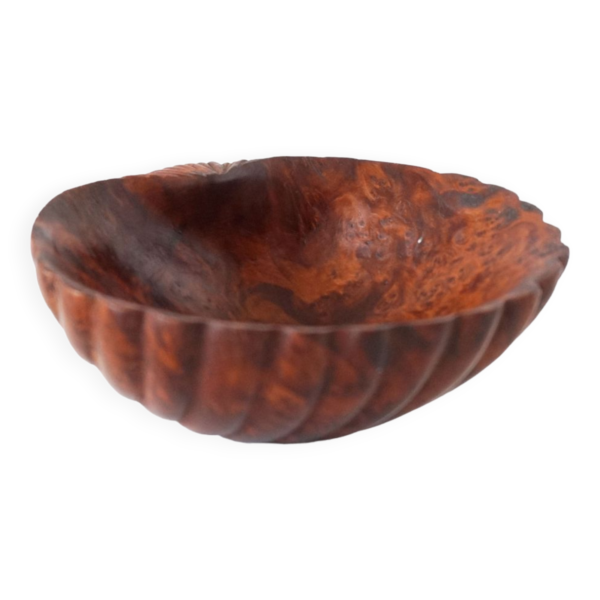 Empty cup shell pocket in elm magnifying glass